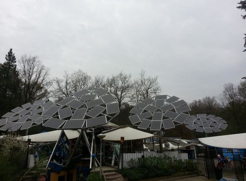 Bestand:Zonnebloem Picture.jpg