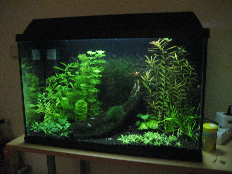 Bestand:Garnalenbak Picture.jpg