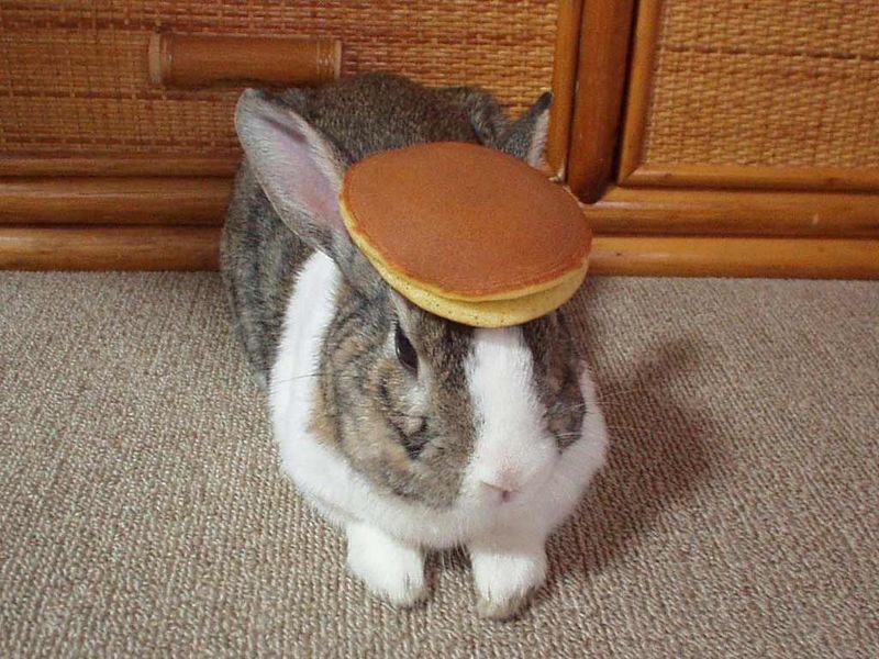 Bestand:Pancake bunny.jpg